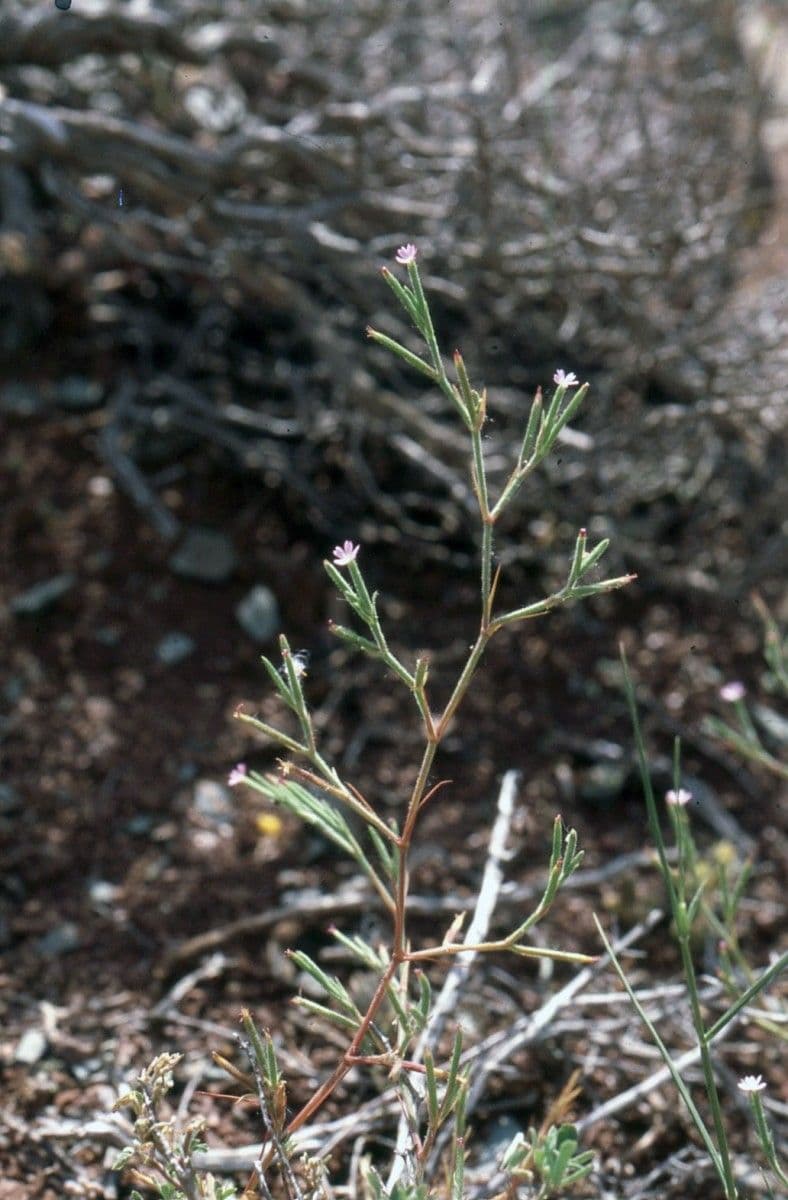 Velezia rigida 9