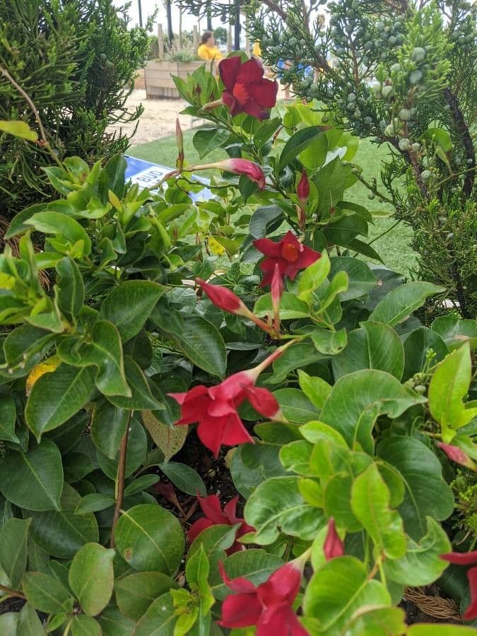 Mandevilla 15