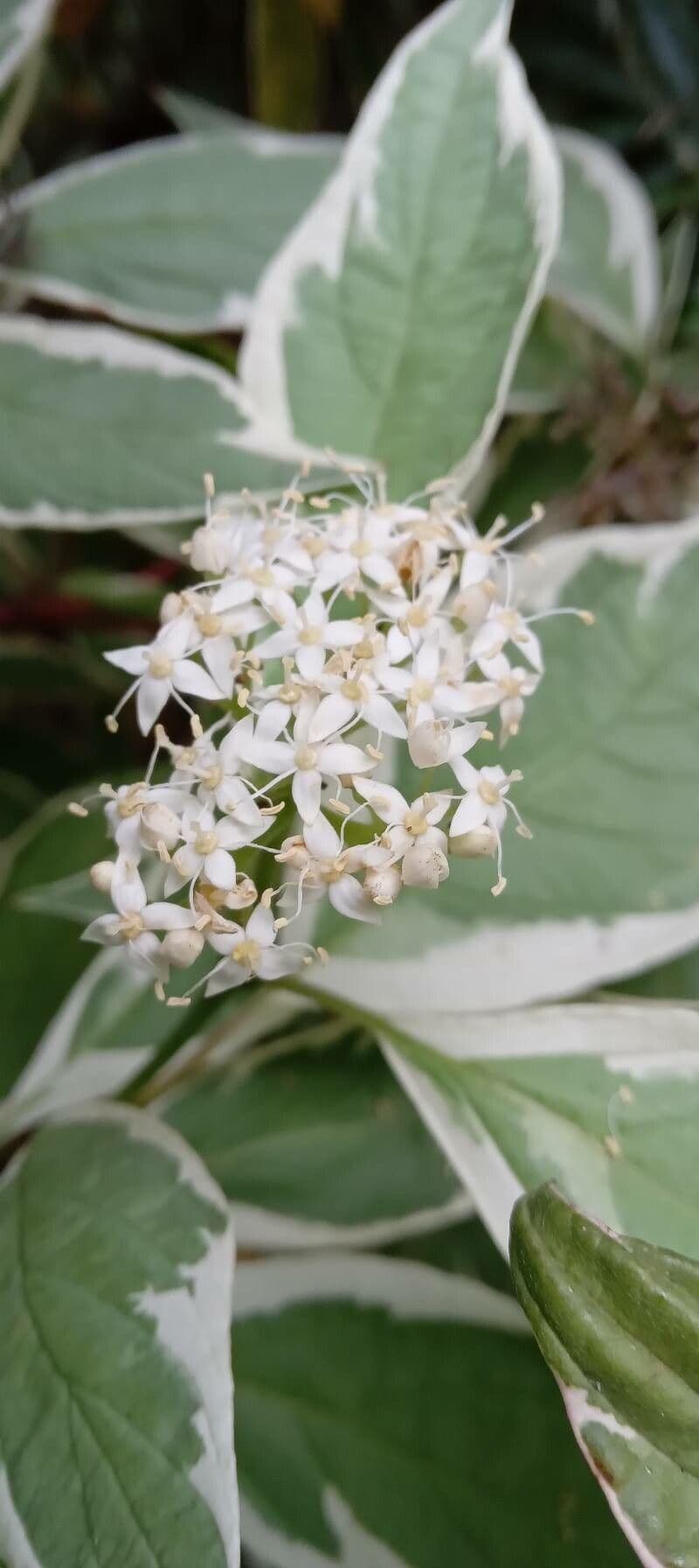 Cornejo blanco 7
