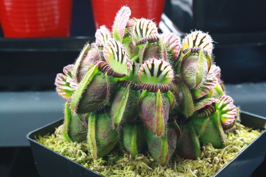 Cephalotus 11