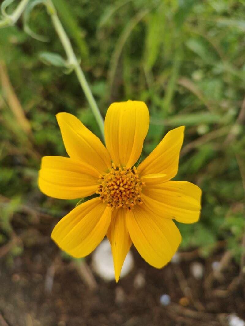 Viguiera dentata 3