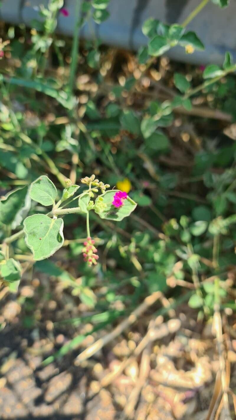 Boerhavia diffusa 25