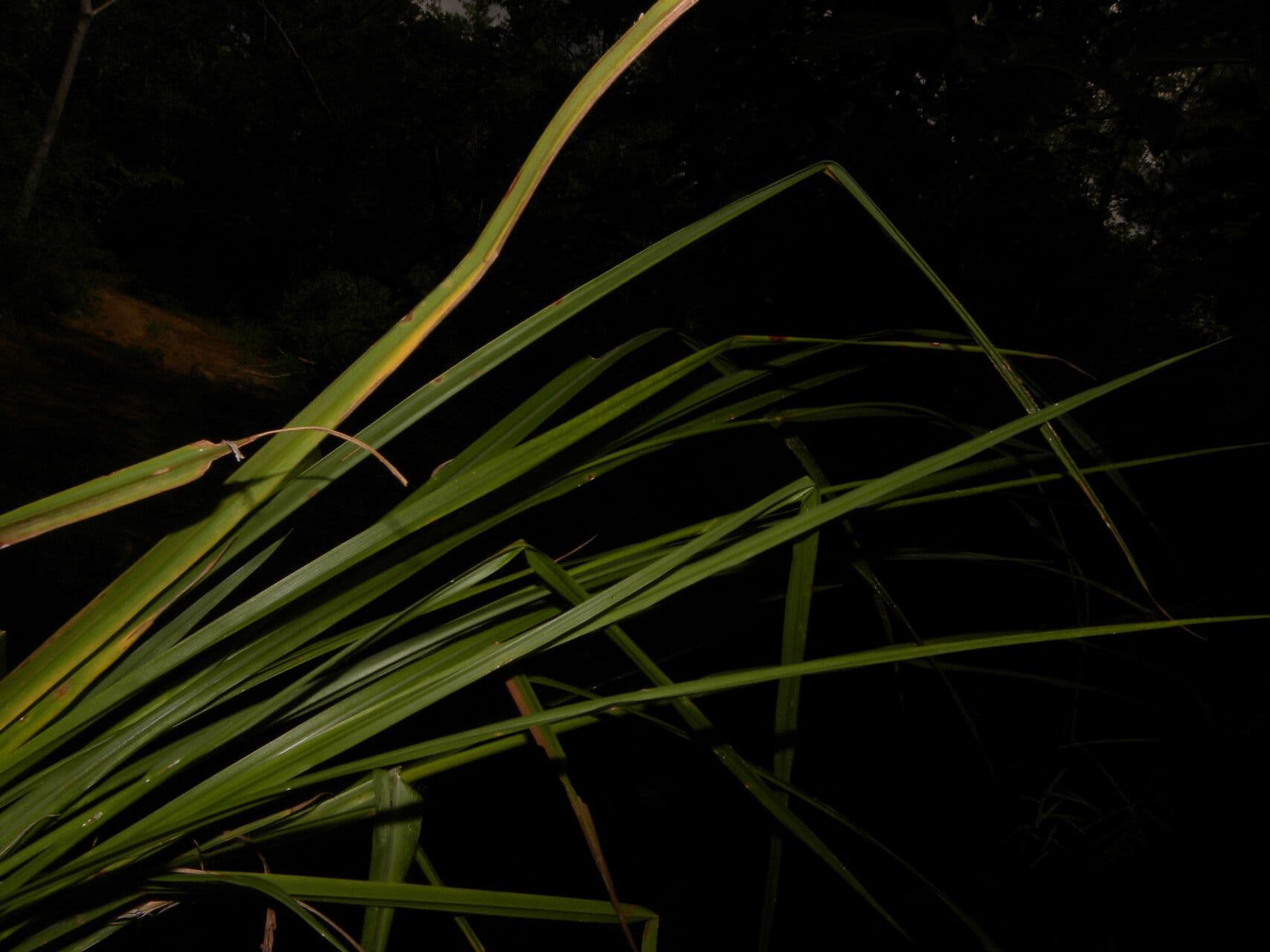 Paspalum plicatulum 16