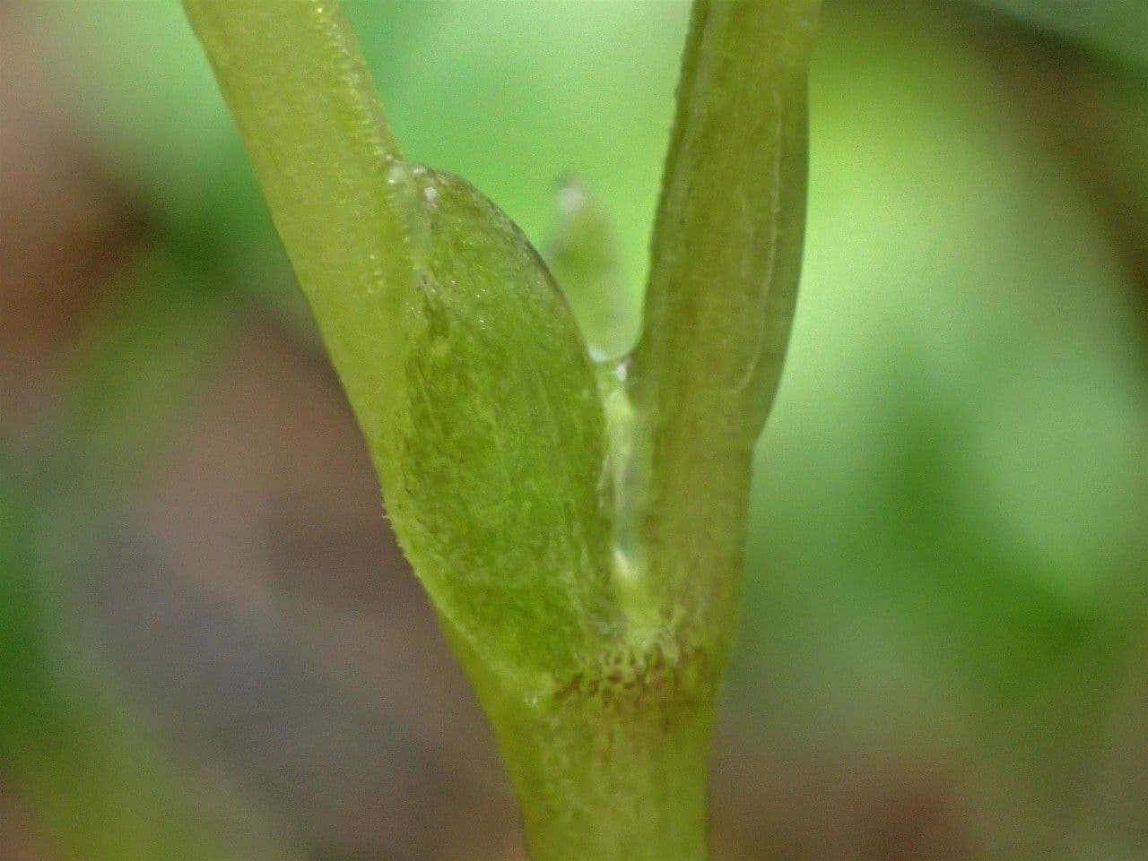 Viola biflora 23