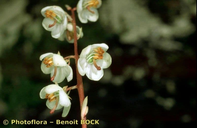 Round-leaf wintergreen 3
