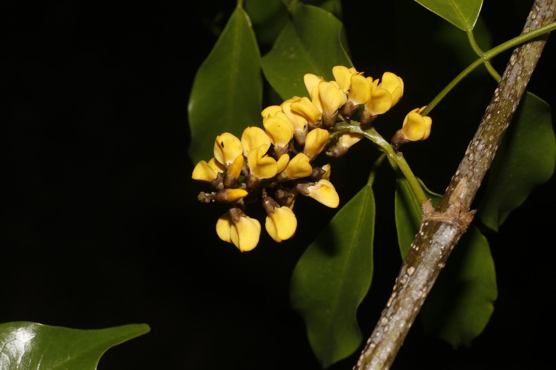 Platymiscium 3
