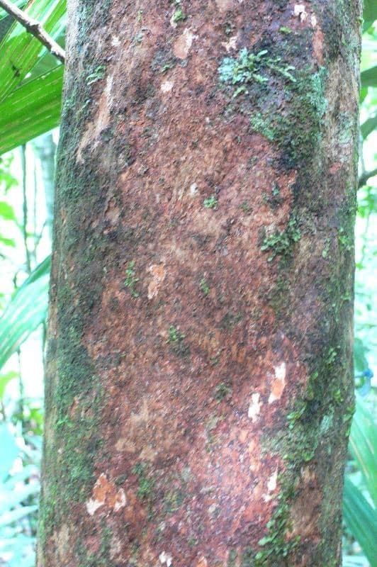 Ptychopetalum 4