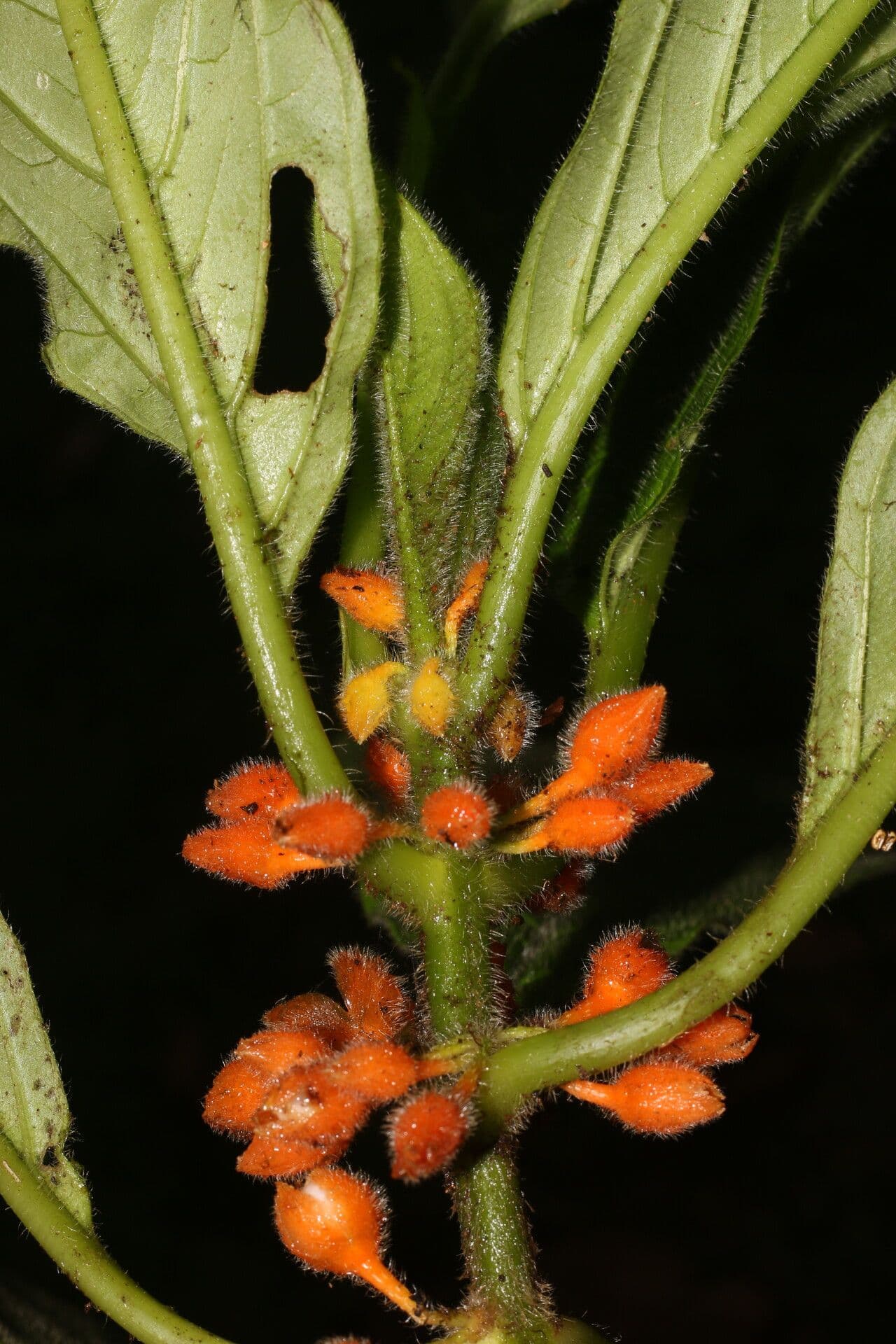 Besleria 8