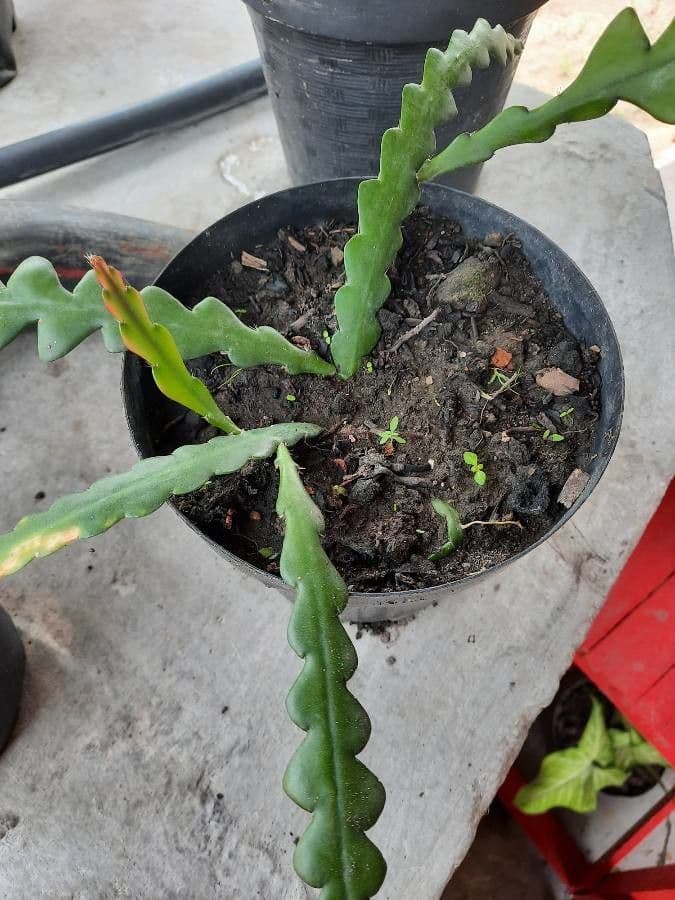 Disocactus 17
