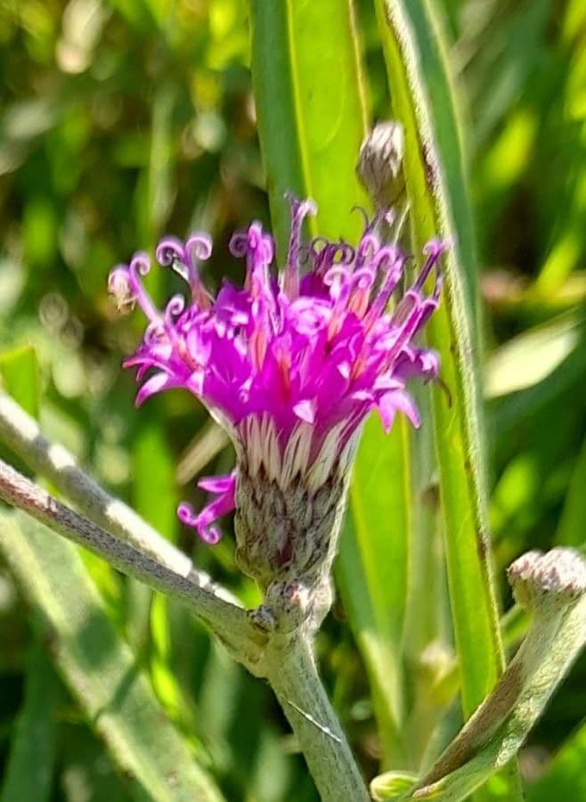 Lessingianthus rubricaulis