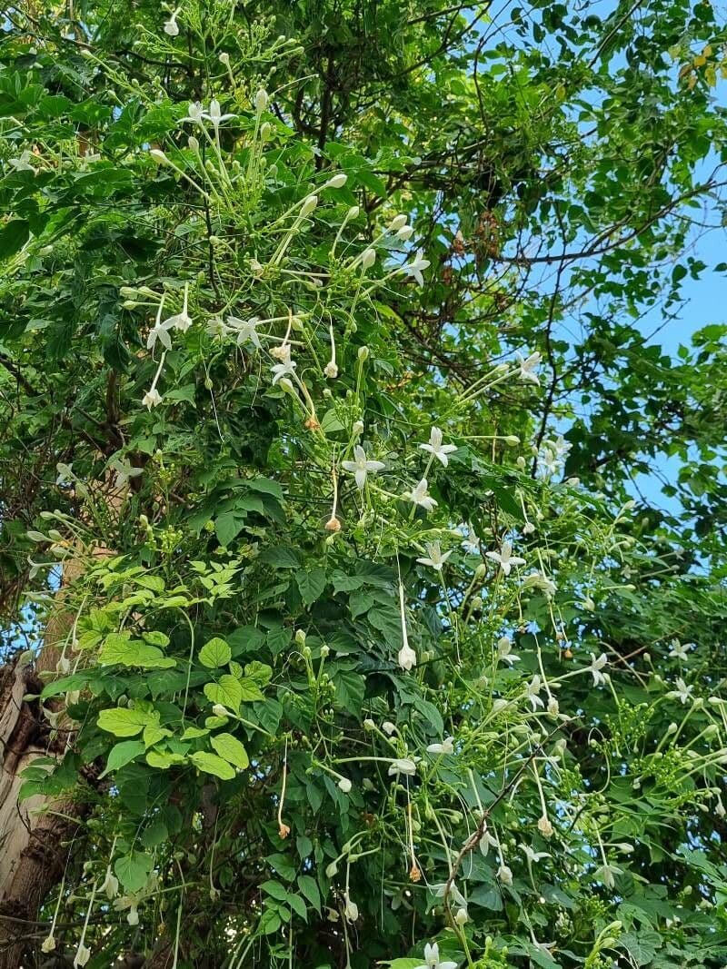 Millingtonia 4