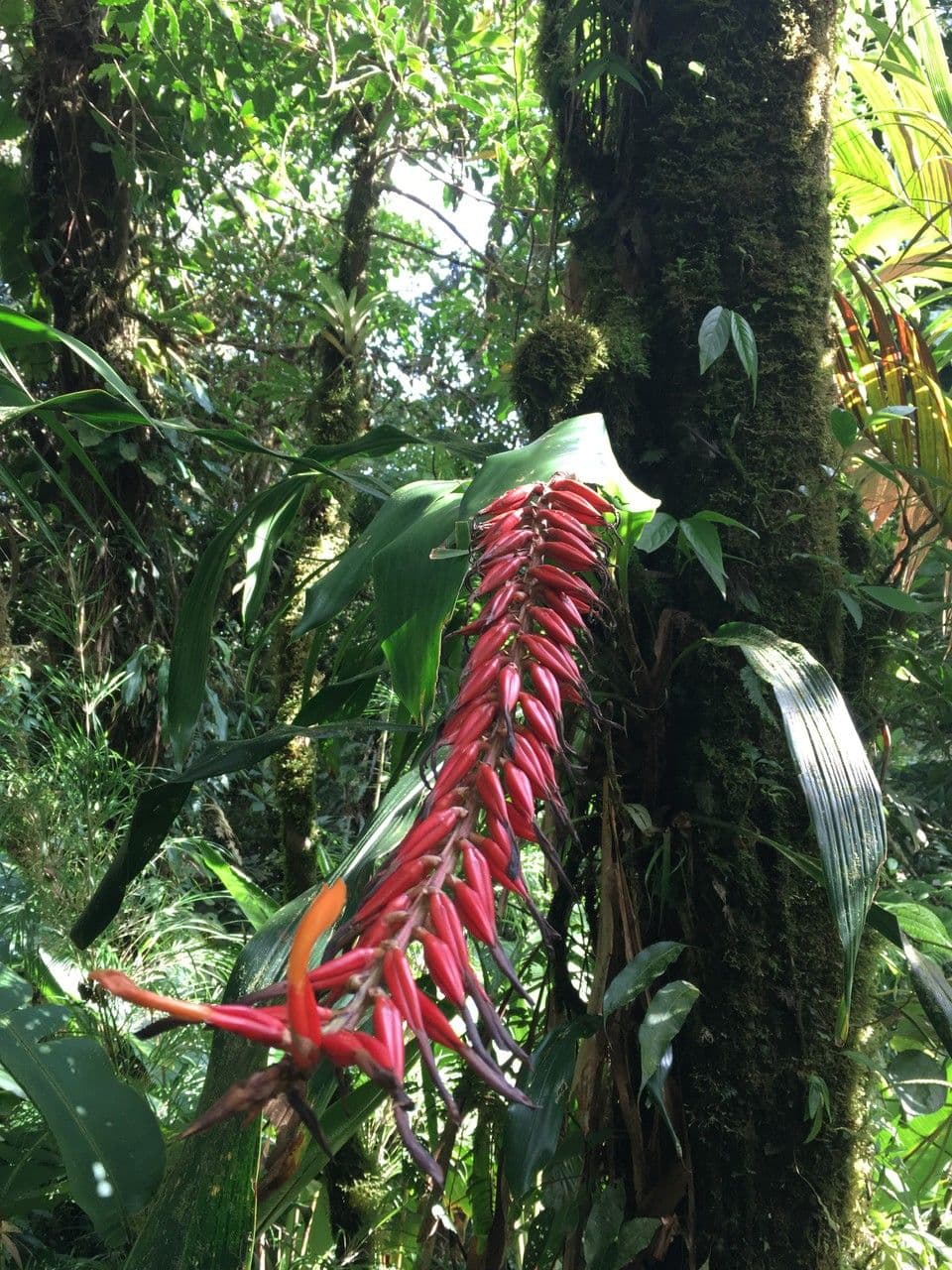 Pitcairnia 5