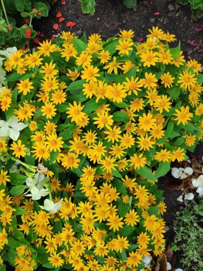 Mélampode divariqué 10