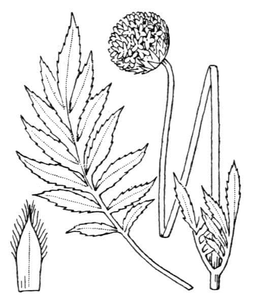 Cephalaria alpina 26