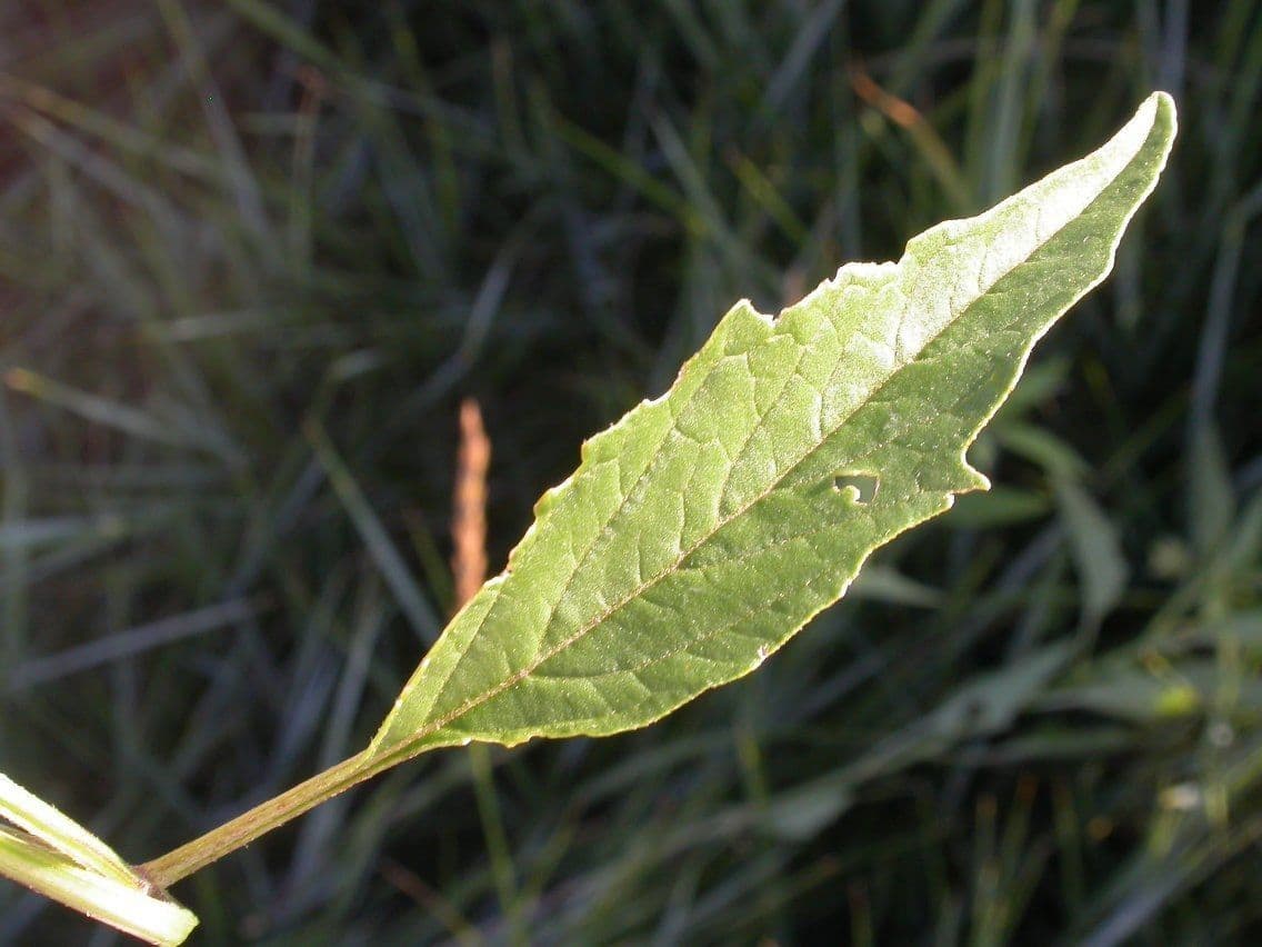 Physalis pumila 6