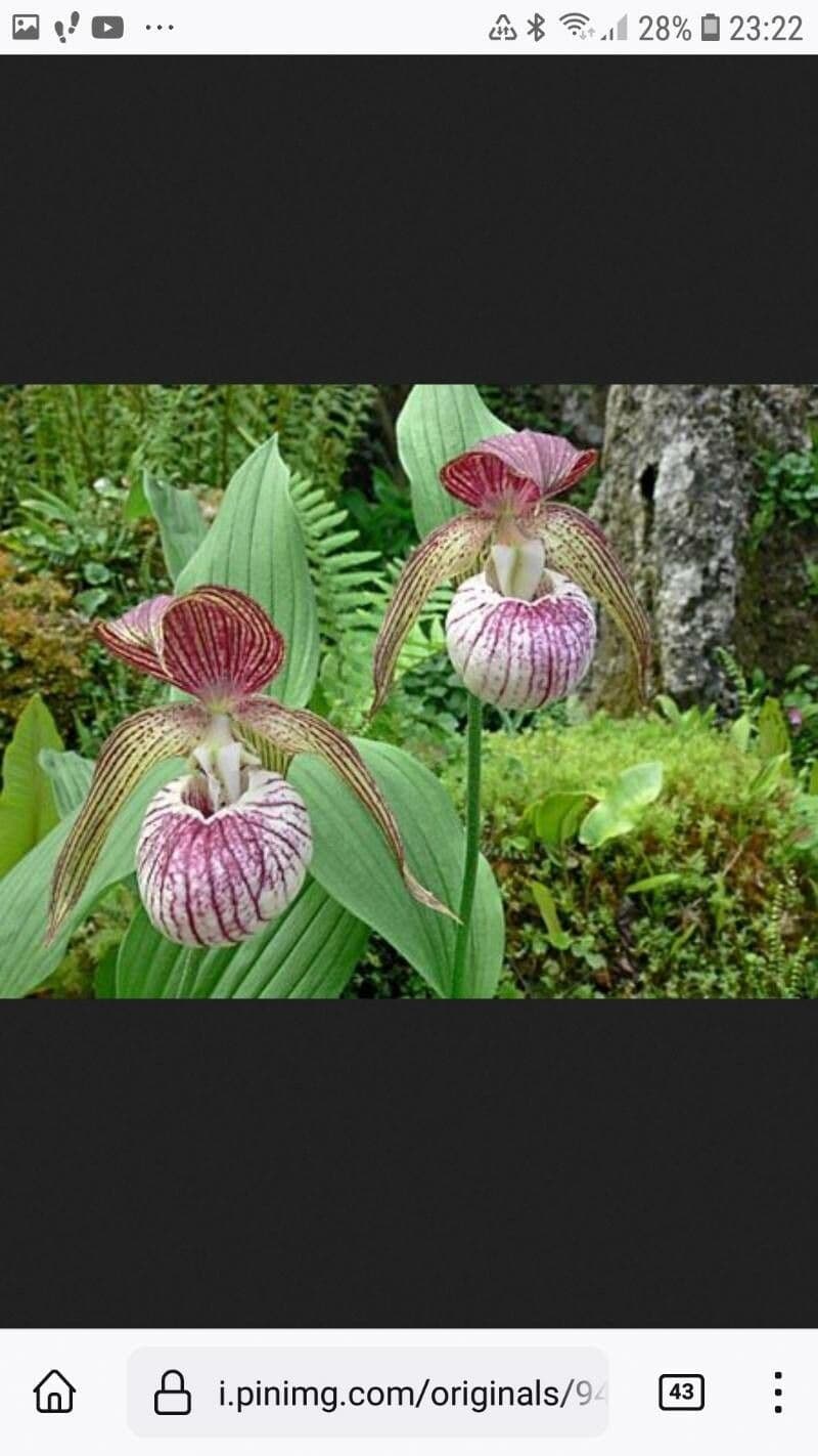 Cipripedio himalayano