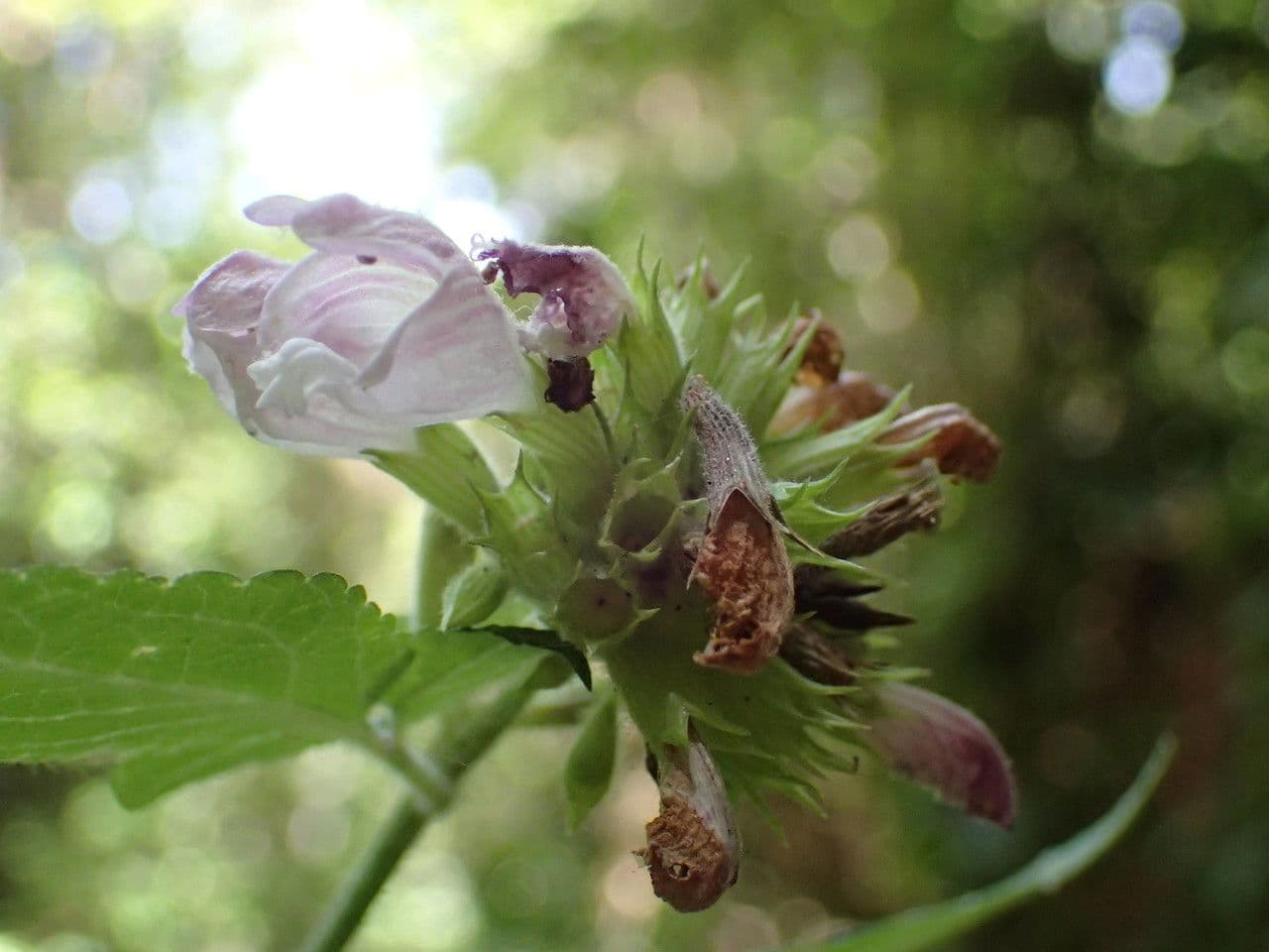 Cedronella canaria 4