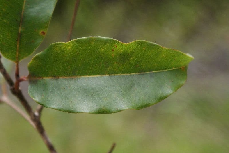 Syzygium 7