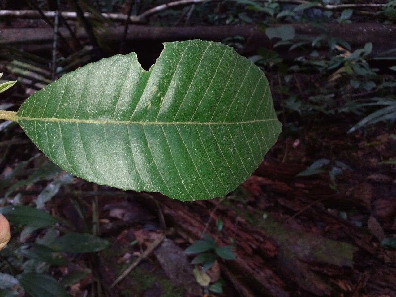 Helicostylis 2