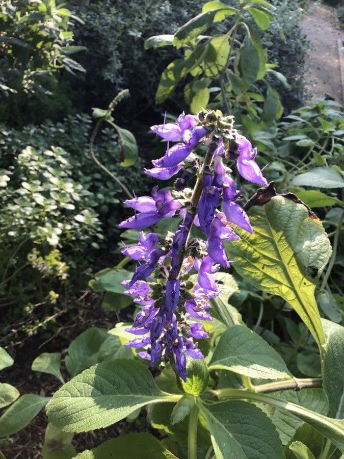 Coleus barbato 10