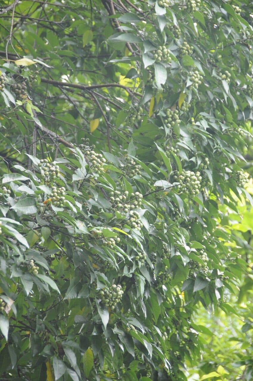 Balakata baccata 5