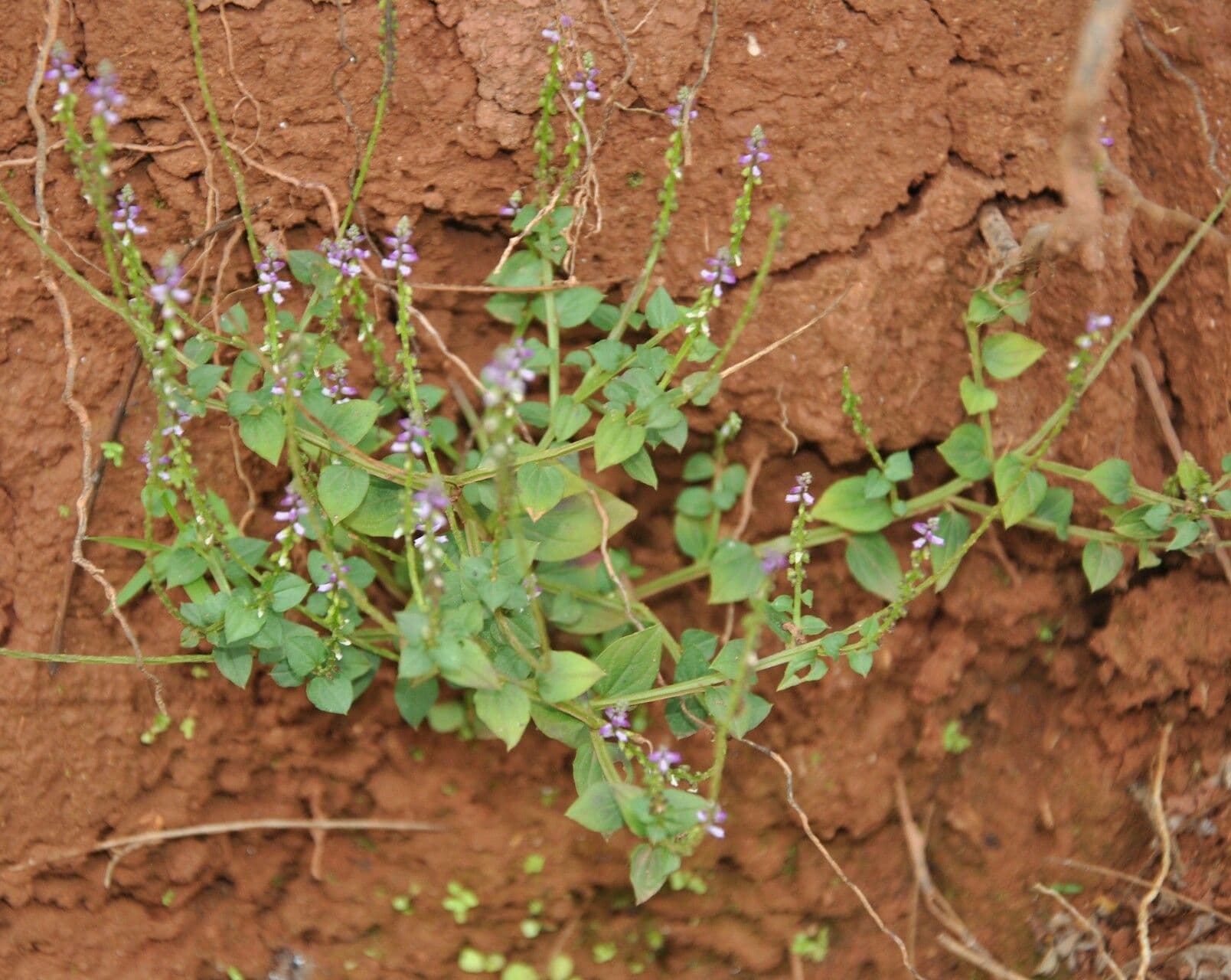 Scutellaria 22