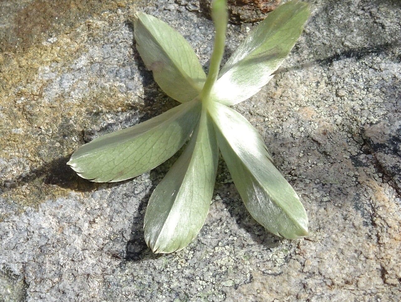 Alchemilla saxatilis 14