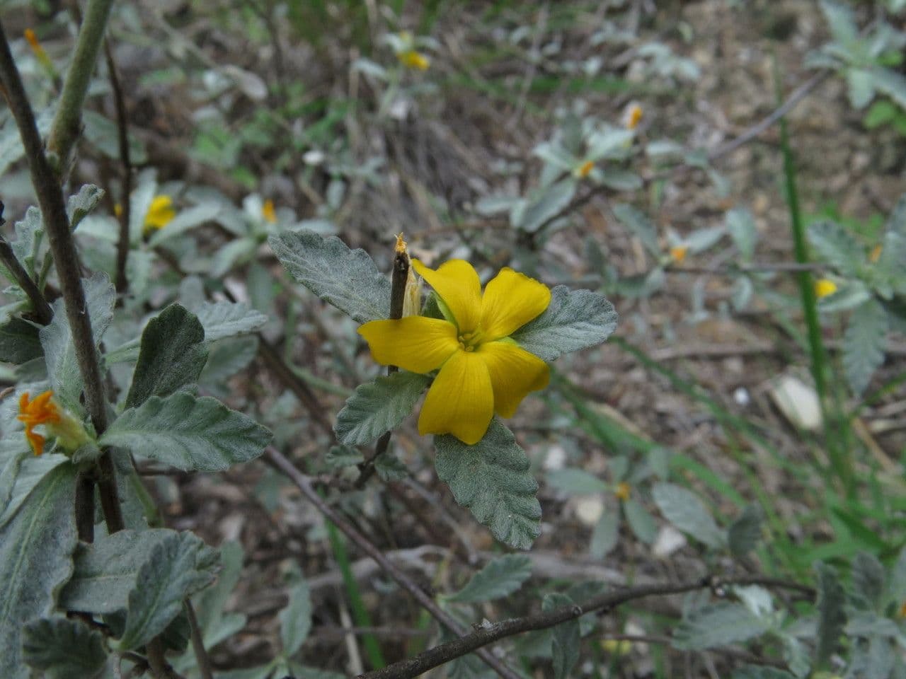 Turnera diffusa 12