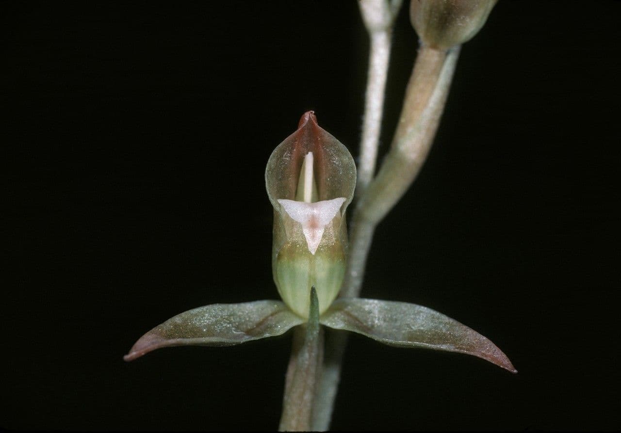 Goodyera verdiflora 4