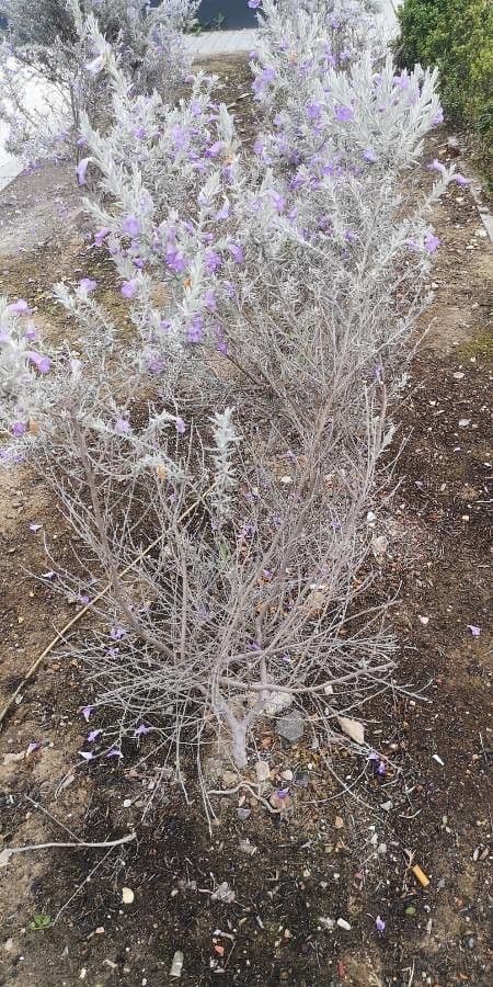 Eremophila 7