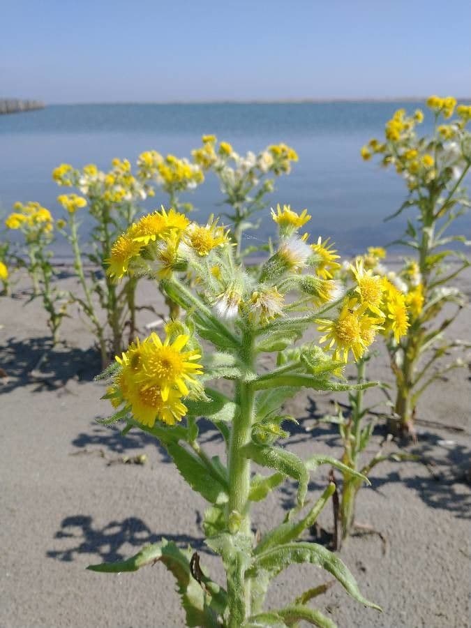 Tephroseris di palude 5