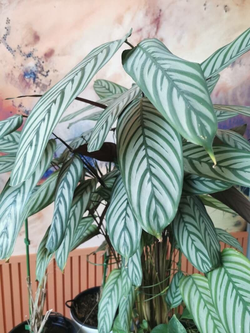 Ctenanthe setosa 5