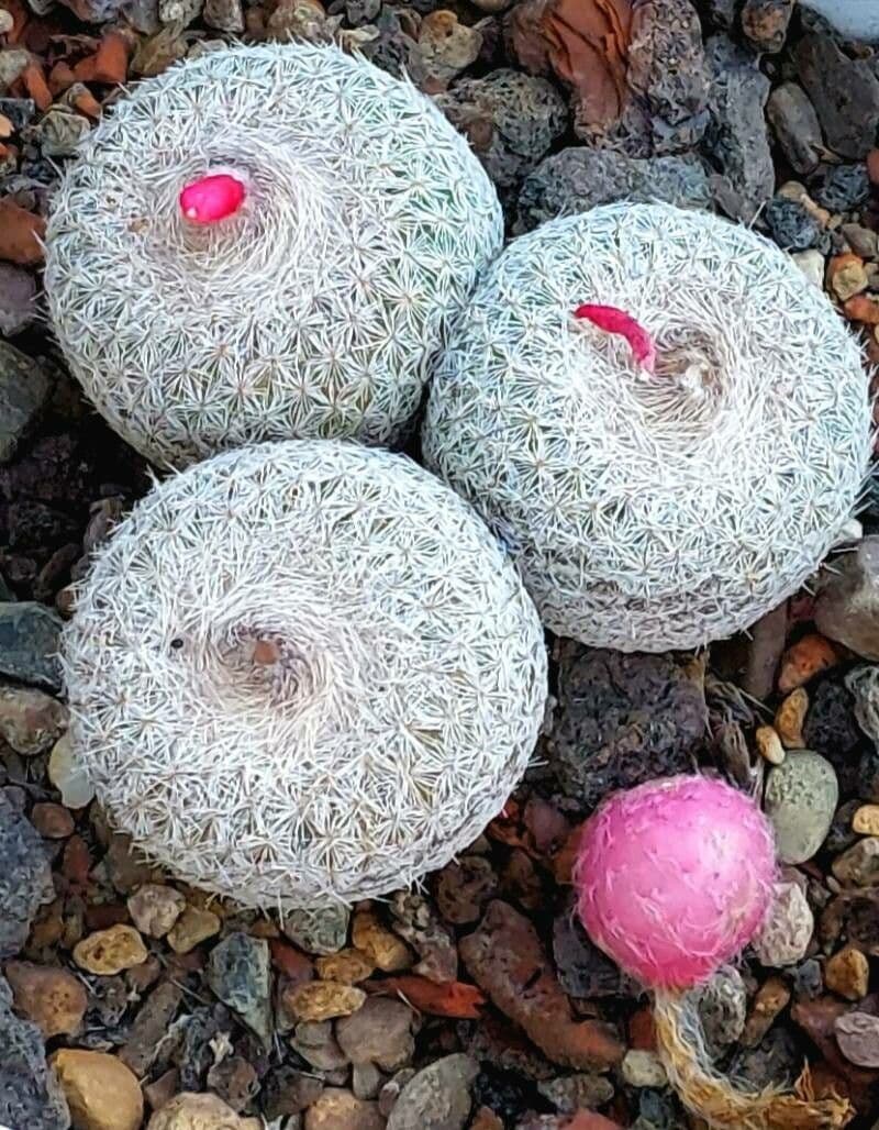 Epithelantha 2