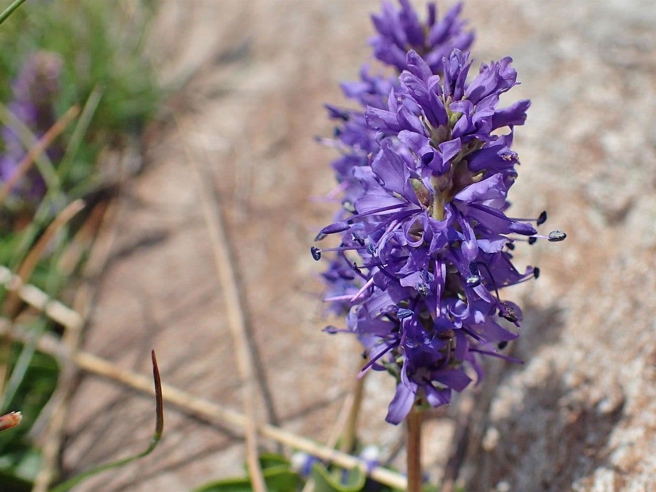 Veronica allionii