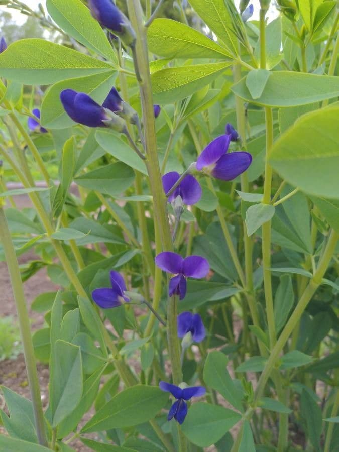 Baptisia tinctoria 4