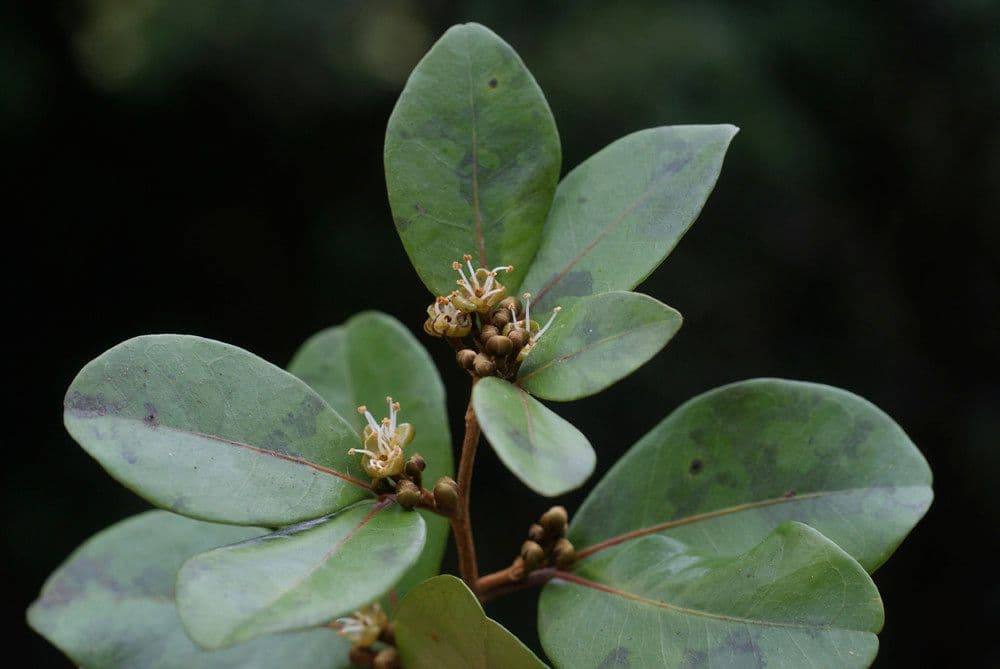 Doratoxylon apetalum 9