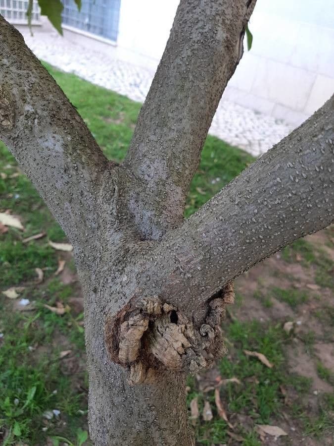 Lilek argentinský 22