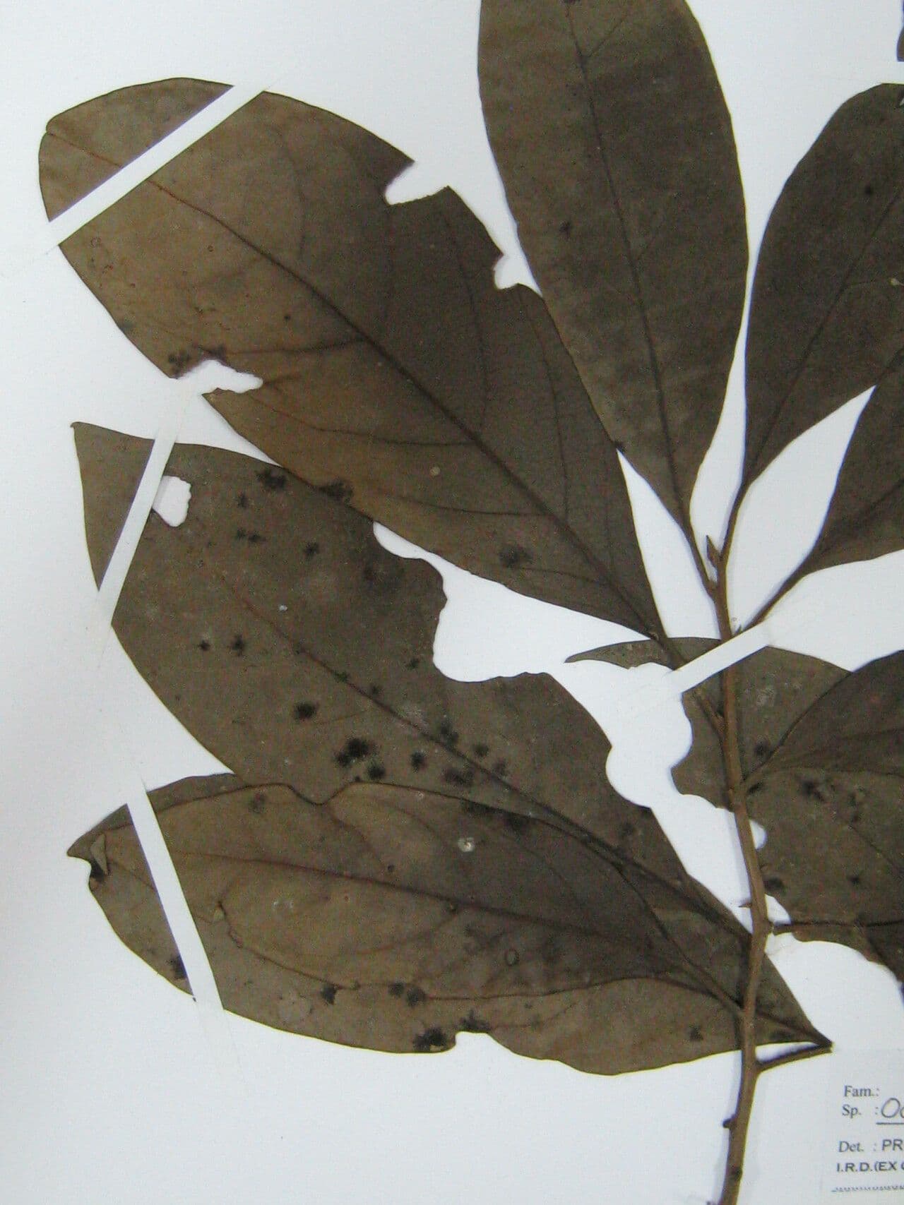 Ocotea leucoxylon 16