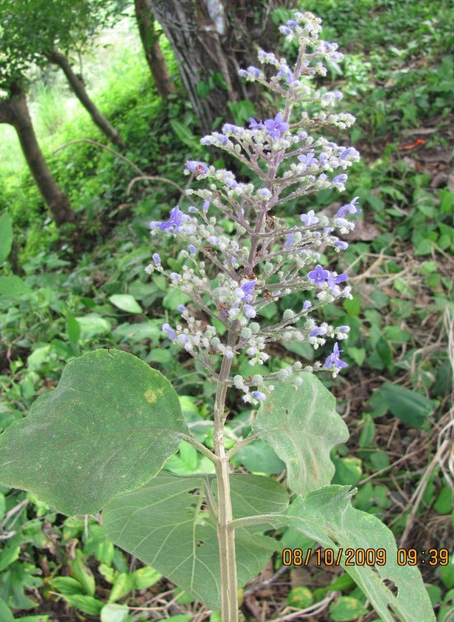 Cornutia 8