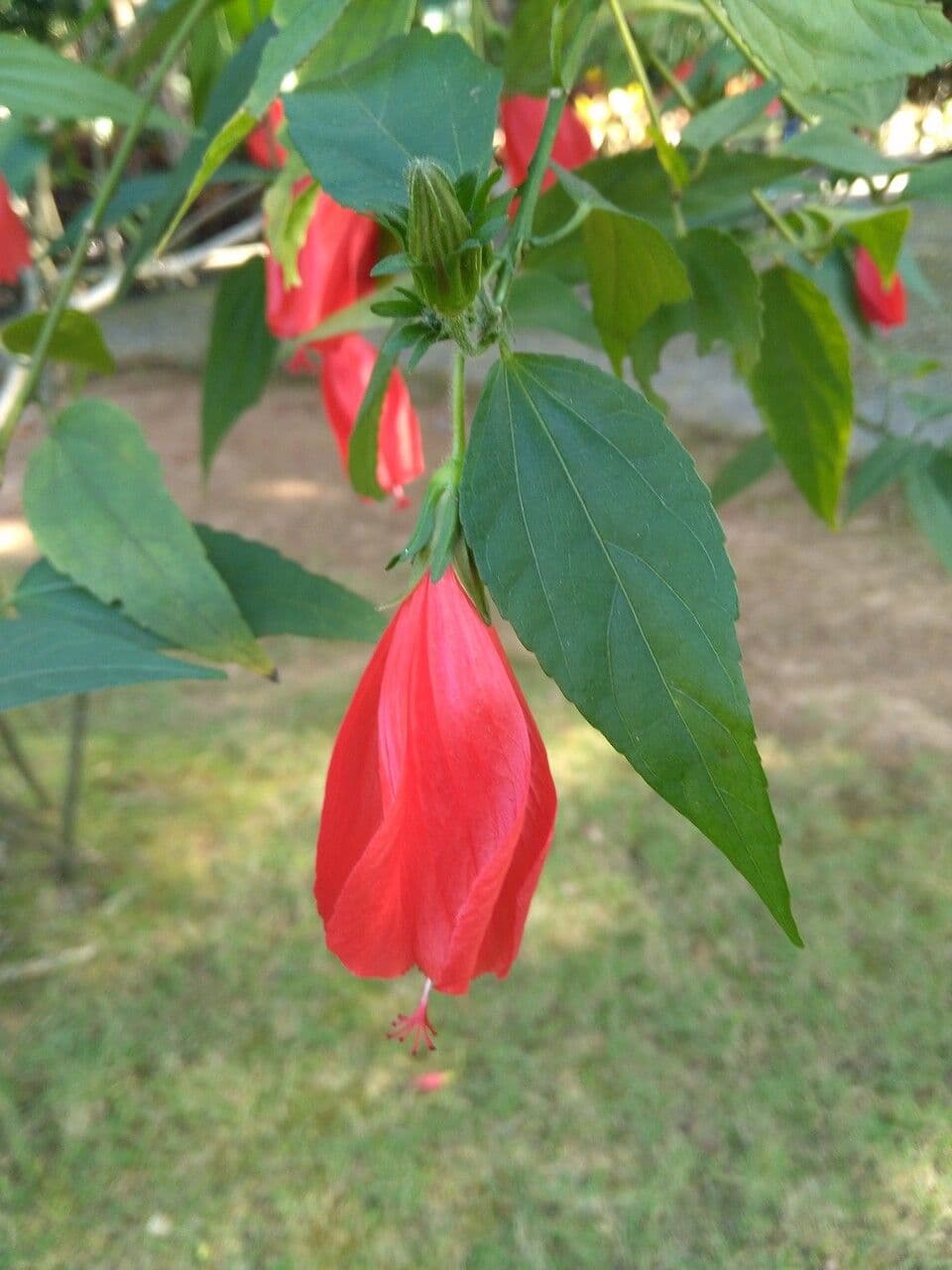 Malvaviscus 6