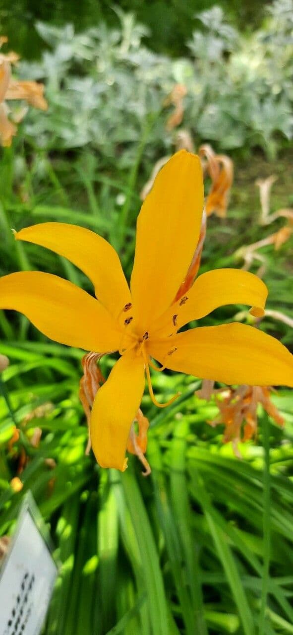 Hemerocallis middendorffii 4
