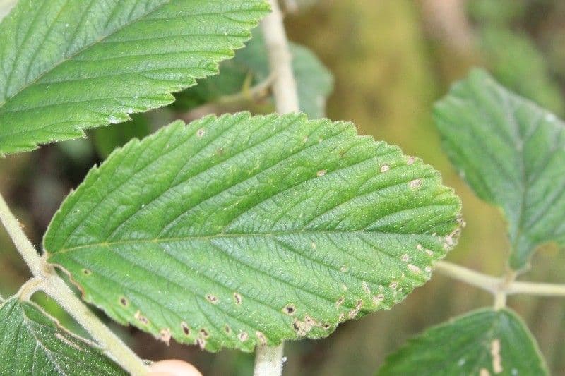 Rubus apetalus 13