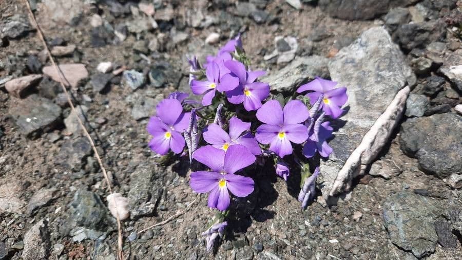 Viola