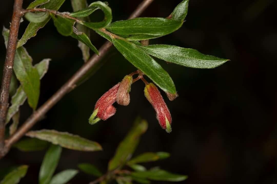 Grevillea Banyabba