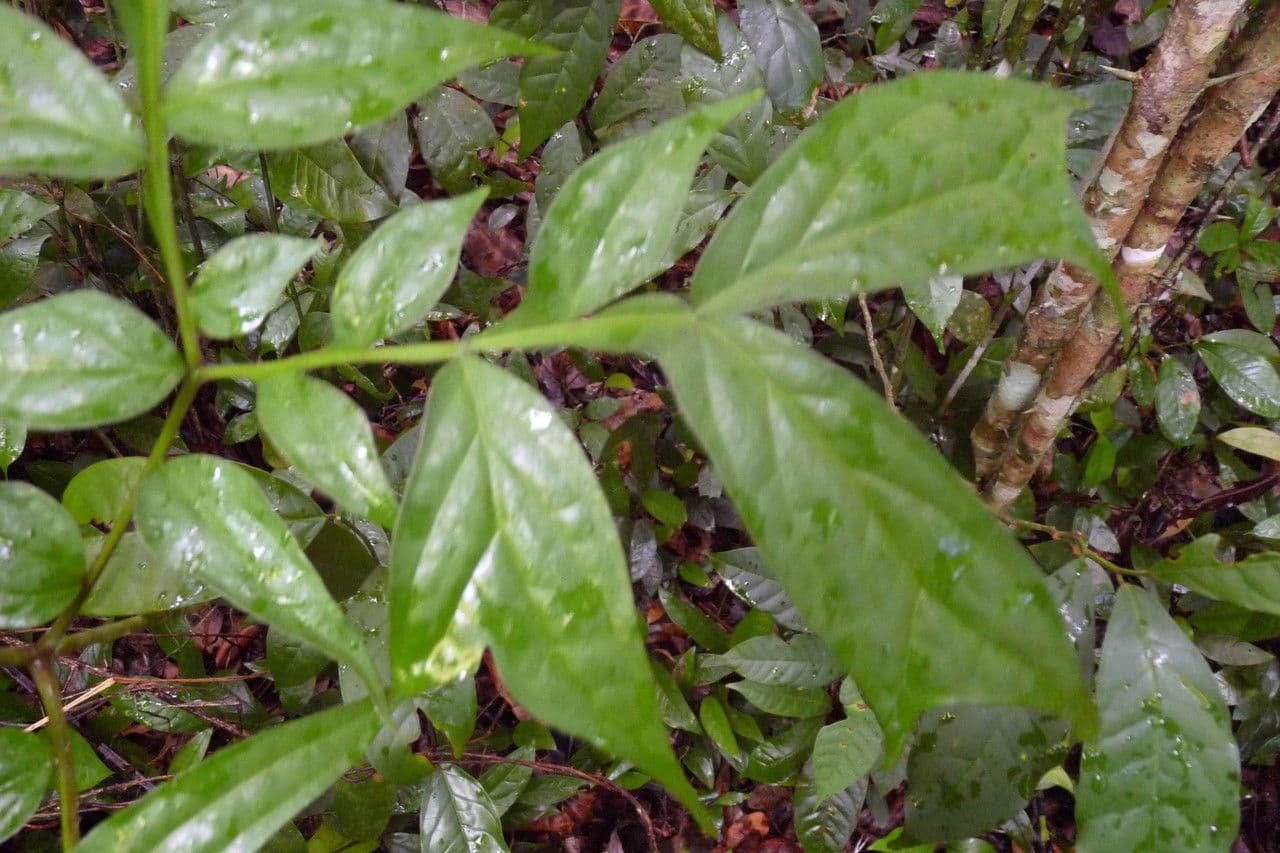 Anchomanes difformis 13