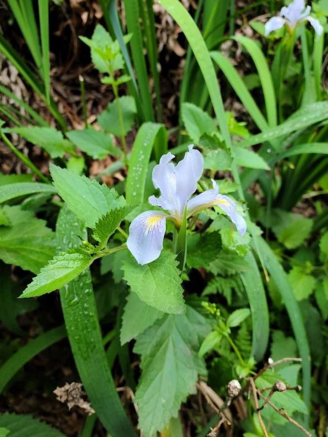 Iris 2