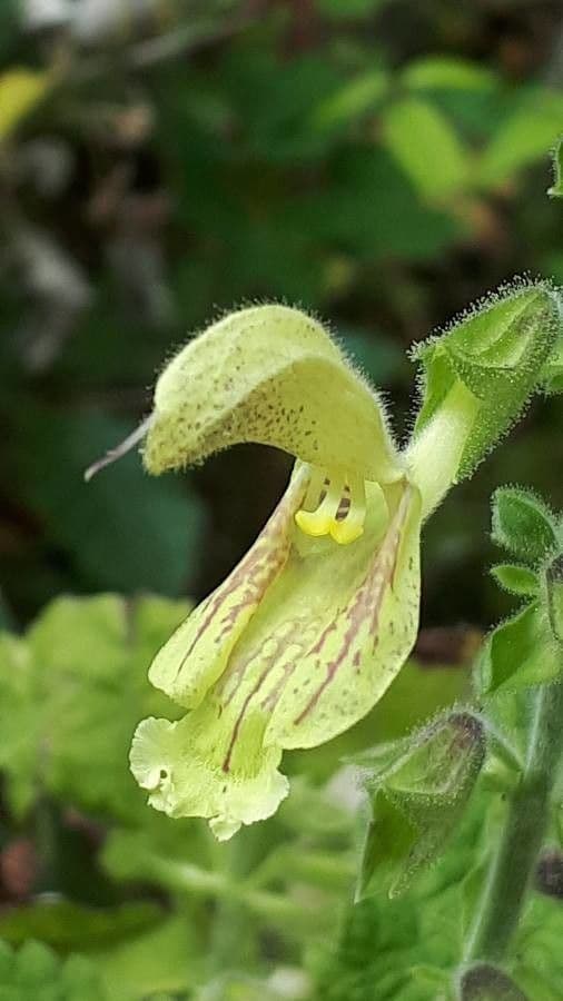Salvia vischiosa 7