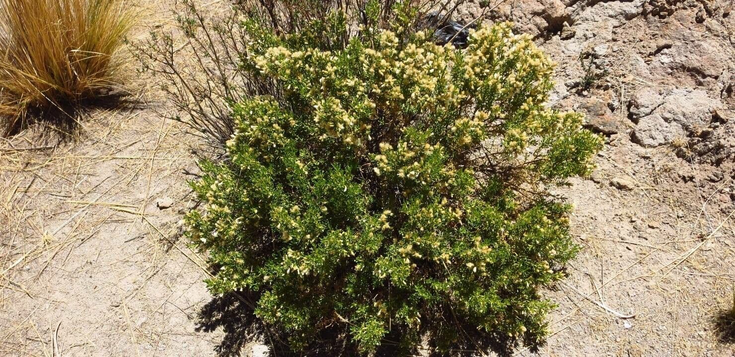 Bacharis 4