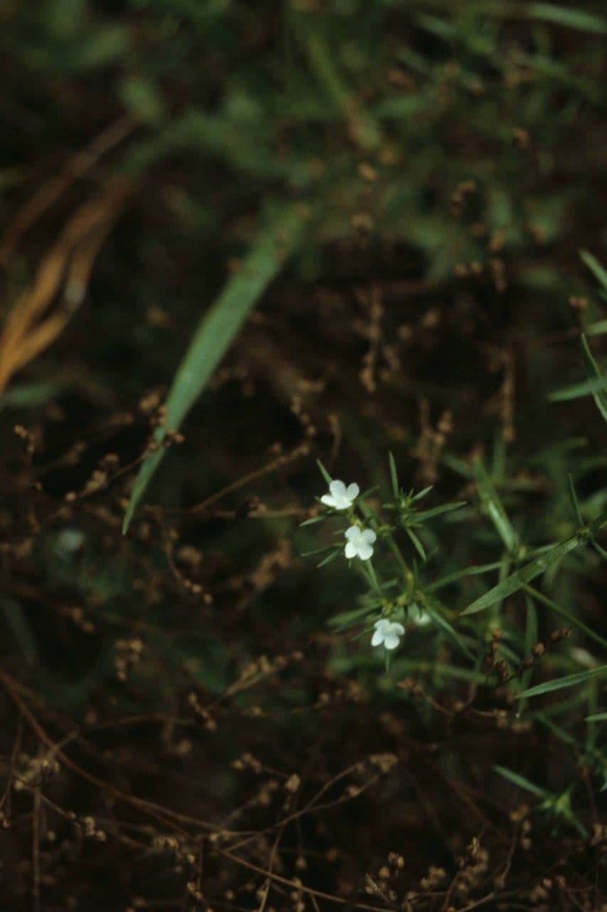 Polypremum procumbens 3