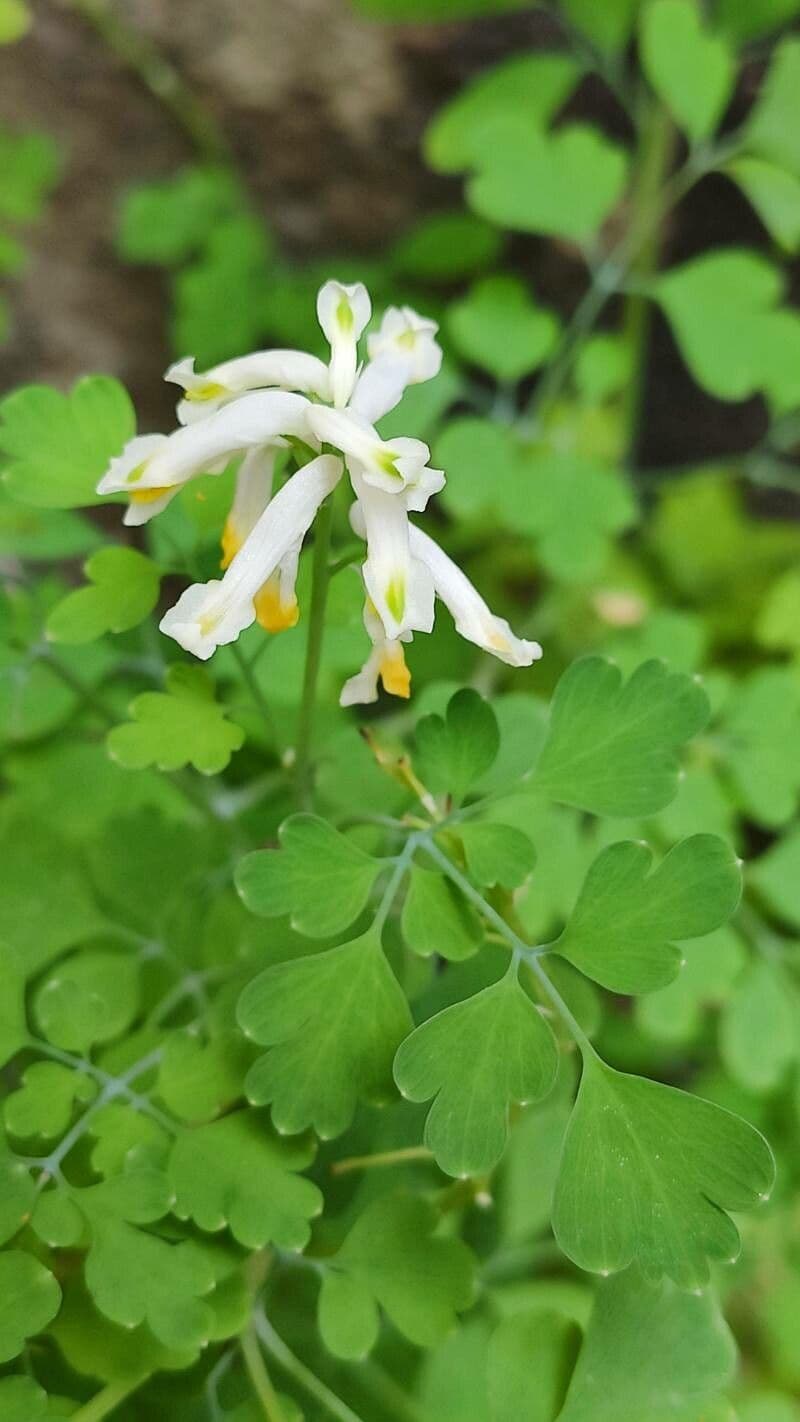 Corydalis blanca 16